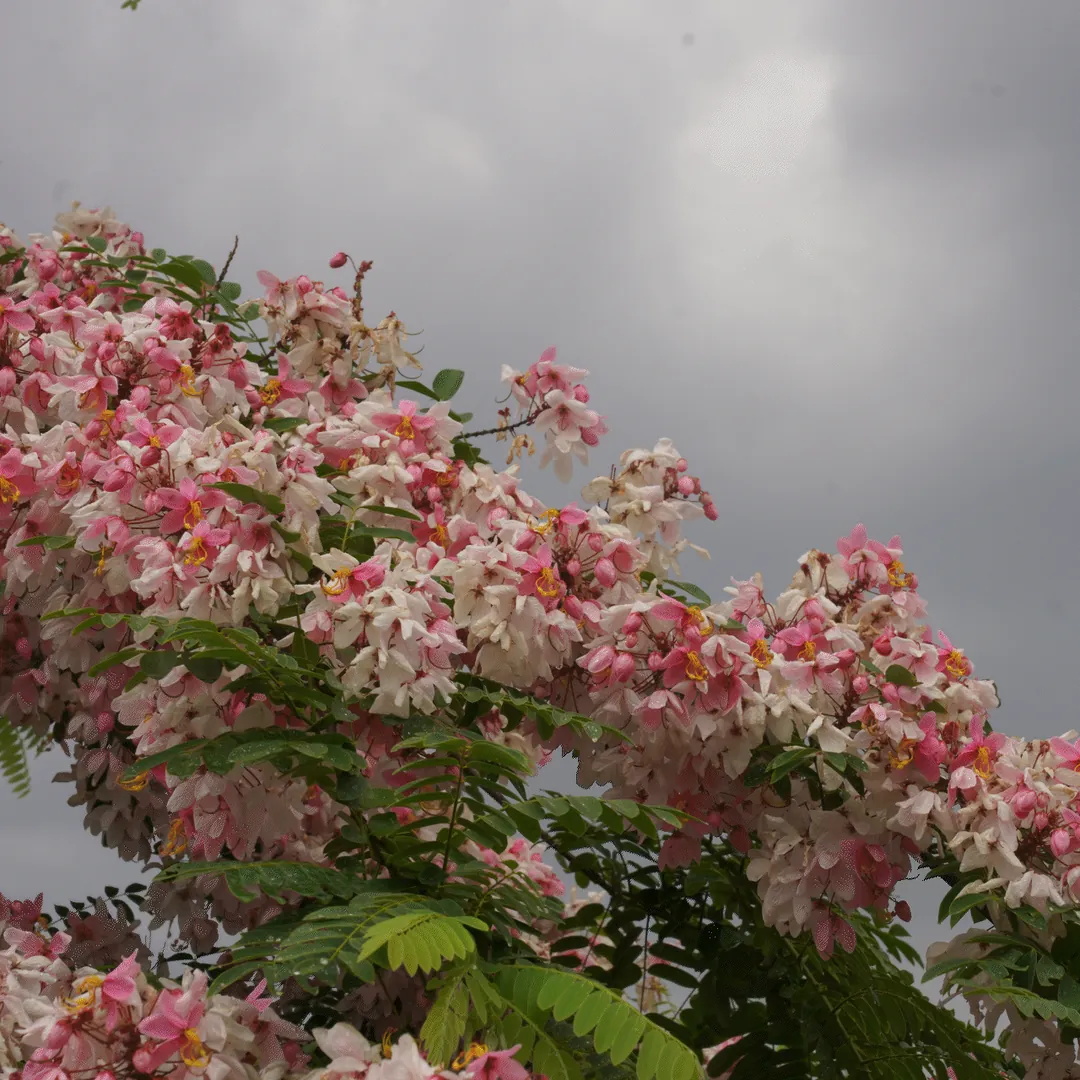 Pink blossoms on a tree